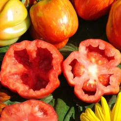 Gemüsesamen|Gemüsepflanzen * Culinaris – Saatgut für Lebensmittel Tomatensaatgut Besonders Wohlschmeckende Sorten