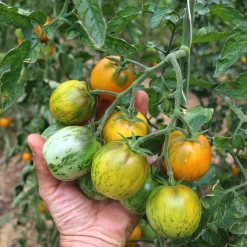 Gemüsesamen|Gemüsepflanzen * Culinaris – Saatgut für Lebensmittel Tomatensaatgut Besonders Wohlschmeckende Sorten