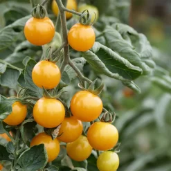 Gemüsesamen|Gemüsepflanzen * Culinaris – Saatgut für Lebensmittel Tomatensaatgut Besonders Wohlschmeckende Sorten