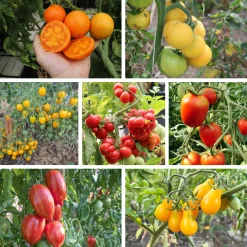 Gemüsesamen|Gemüsepflanzen * Culinaris – Saatgut für Lebensmittel Tomatensaatgut Bewährte Land- und Haussorten