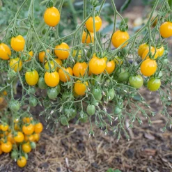 Gemüsesamen|Gemüsepflanzen * Culinaris – Saatgut für Lebensmittel Tomatensaatgut Bewährte Land- und Haussorten