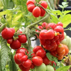 Gemüsesamen|Gemüsepflanzen * Culinaris – Saatgut für Lebensmittel Tomatensaatgut Bewährte Land- und Haussorten