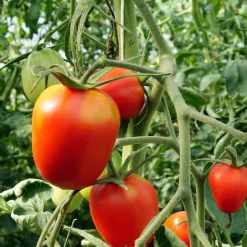 Gemüsesamen|Gemüsepflanzen * Culinaris – Saatgut für Lebensmittel Tomatensaatgut Bewährte Land- und Haussorten