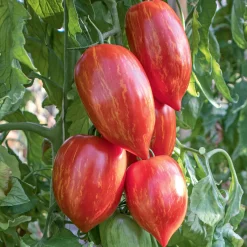 Gemüsesamen|Gemüsepflanzen * Culinaris – Saatgut für Lebensmittel Tomatensaatgut Bewährte Land- und Haussorten