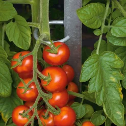 Rankgitter & Wuchshilfen * Brühwiler Maschinen Tomatenstab Stahl verzinkt