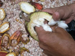 Schokolade * Willie’s Cacao Venezuelan Rio Caribe 72% Schokolade