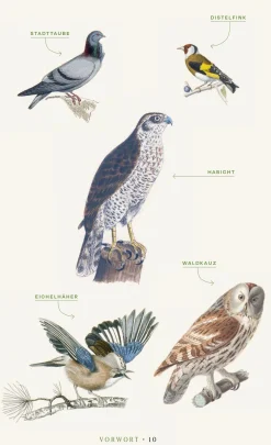 Garten & Natur|Ratgeber * Jan Thorbecke Verlag Vögel verstehen
