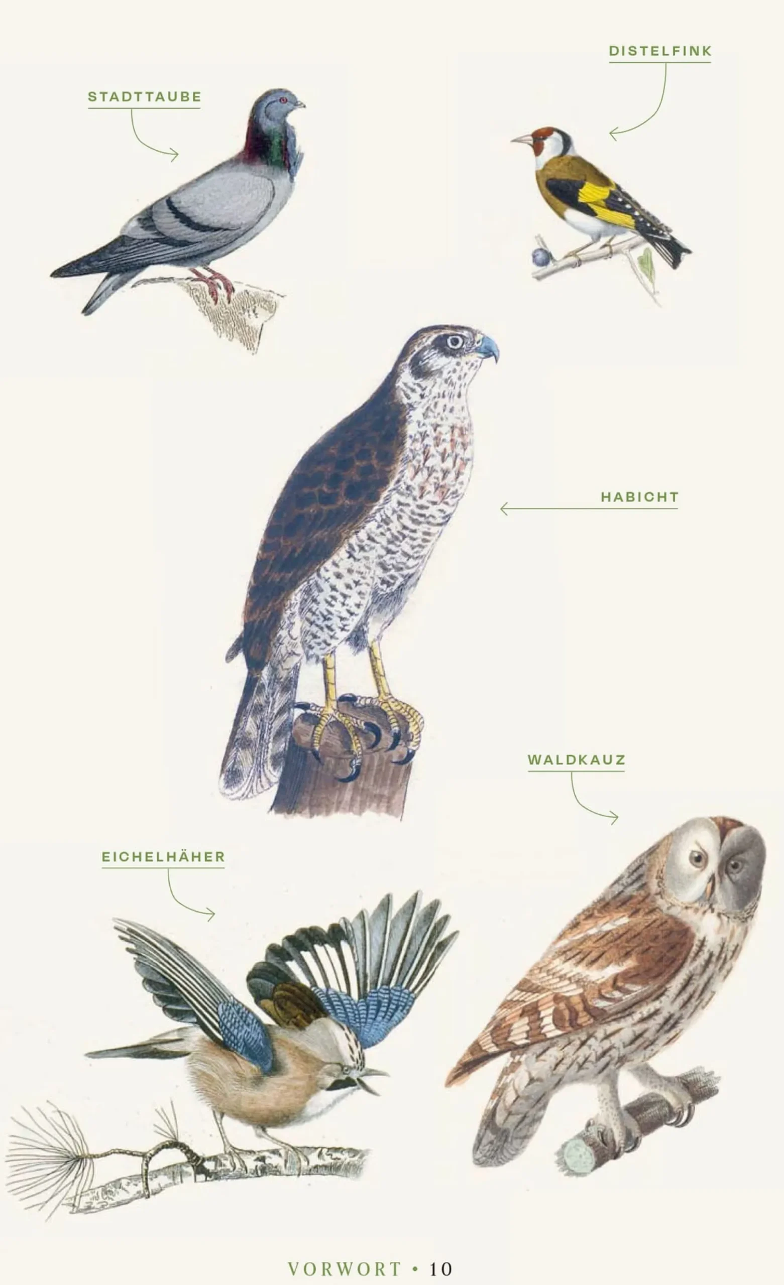 Garten & Natur|Ratgeber * Jan Thorbecke Verlag Vögel verstehen