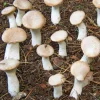 Gemüsesamen * Hawlik Pilzbrut Waldpilzbrut 'Kräuterseitling'