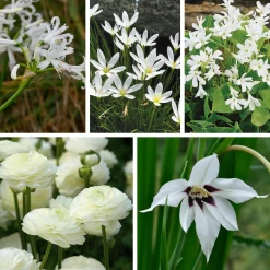 Zwiebelblumen & Knollenpflanzen * Nijssen Tuin & Bulbs Weißblühende Zwiebelblumen