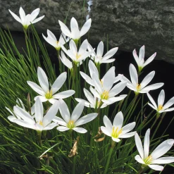 Zwiebelblumen & Knollenpflanzen * Nijssen Tuin & Bulbs Weißblühende Zwiebelblumen