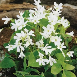 Zwiebelblumen & Knollenpflanzen * Nijssen Tuin & Bulbs Weißblühende Zwiebelblumen