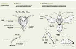 Garten & Natur|Ratgeber * eder-roemer Verlag Wildbienenhelfer