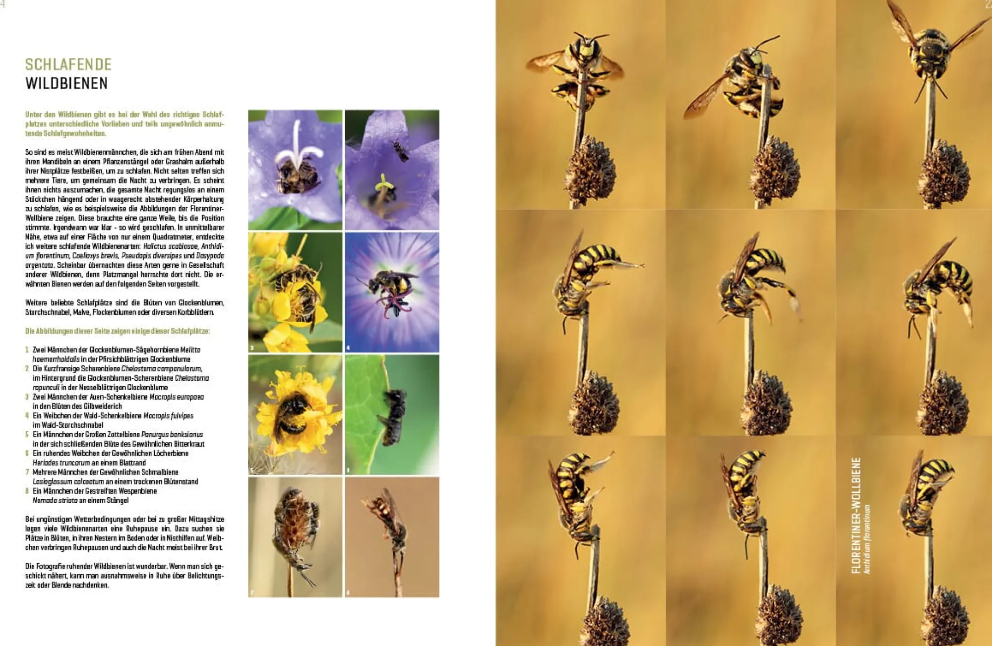 Garten & Natur|Ratgeber * eder-roemer Verlag Wildbienenhelfer