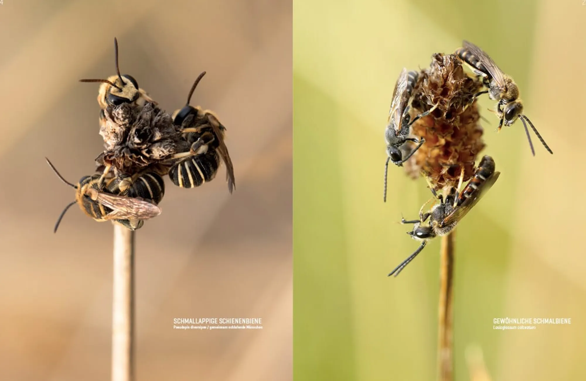 Garten & Natur|Ratgeber * eder-roemer Verlag Wildbienenhelfer