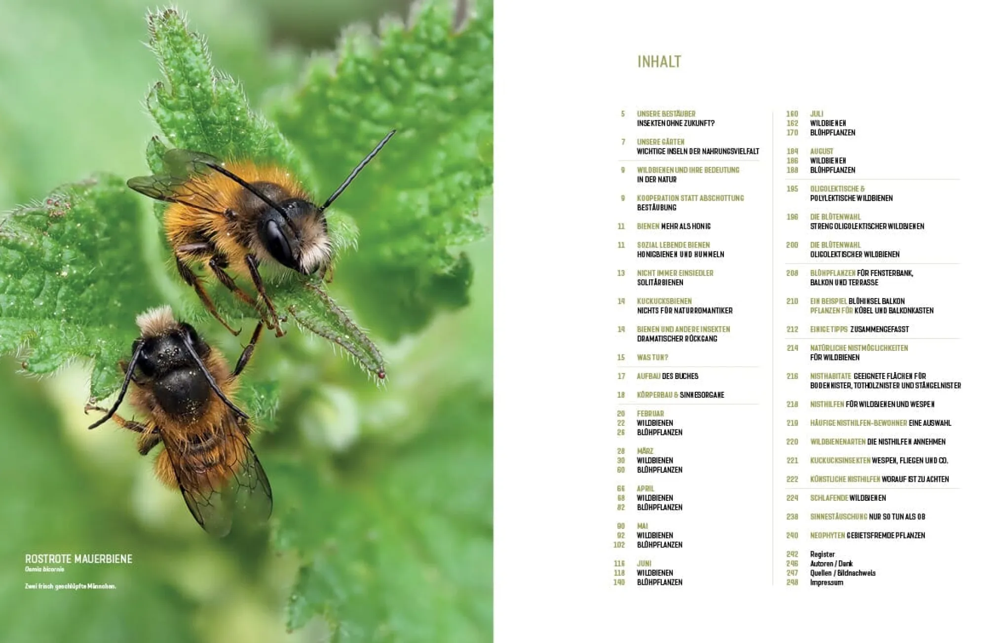Garten & Natur|Ratgeber * eder-roemer Verlag Wildbienenhelfer