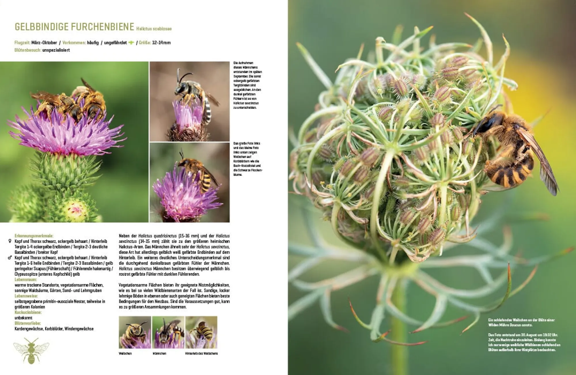 Garten & Natur|Ratgeber * eder-roemer Verlag Wildbienenhelfer