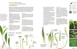 Garten & Natur|Kochen & Backen * Becker Joest Volk Verlag Wildkräuter