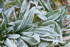 Garten & Natur|Ratgeber * Ulmer Verlag Wildkräuter im Herbst und Winter