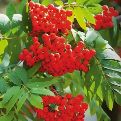 Obstgehölze * Martin Müller Baumschulen Wildobstgehölz Edel-Eberesche 'Klosterneuburg'