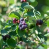 Obstgehölze * Martin Müller Baumschulen Wildobstgehölz Felsenbirne 'Prince William'