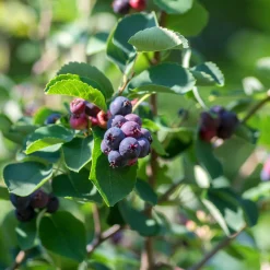 Obstgehölze * Martin Müller Baumschulen Wildobstgehölz Felsenbirne 'Prince William'