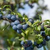 Obstgehölze * Martin Müller Baumschulen Wildobstgehölz Großfrüchtige Schlehe ’Reto‘