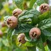 Obstgehölze * Martin Müller Baumschulen Wildobstgehölz Mispel