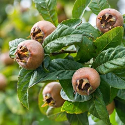 Obstgehölze * Martin Müller Baumschulen Wildobstgehölz Mispel