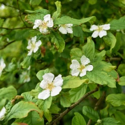 Obstgehölze * Martin Müller Baumschulen Wildobstgehölz Mispel