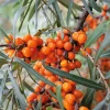 Obstgehölze * Martin Müller Baumschulen Wildobstgehölz Sanddorn