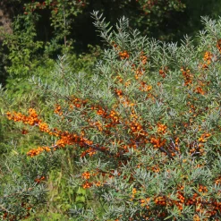 Obstgehölze * Martin Müller Baumschulen Wildobstgehölz Sanddorn