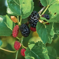 Obstgehölze * Martin Müller Baumschulen Wildobstgehölz Schwarze Maulbeere 'Wellington'