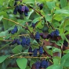 Obstgehölze * Martin Müller Baumschulen Wildobstgehölz Sibirische Blaubeere