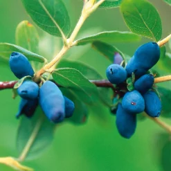 Obstgehölze * Martin Müller Baumschulen Wildobstgehölz Sibirische Blaubeere