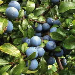 Obstgehölze * Manufactum Wildobstgehölz Zibarte
