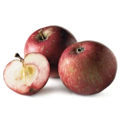 Obstgehölze * Martin Müller Baumschulen Winterapfel 'Rote Sternrenette'