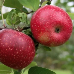 Obstgehölze * Martin Müller Baumschulen Winterapfel 'Rote Sternrenette'