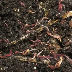 Kompostieren * Wormsystems Wurmkiste Lärchenholz