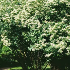 Ziergehölze * Martin Müller Baumschulen Ziergehölz Bienenbaum
