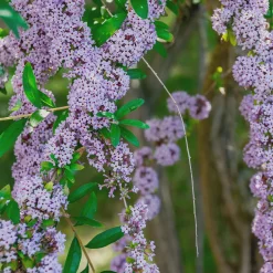 Rosen|Ziergehölze * Martin Müller Baumschulen Ziergehölz Hänge-Buddleie